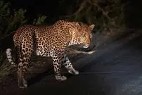(ویدئو) واکنش جالب یک خانواده هنگام دیدن پلنگ ایرانی
