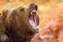 عکس| کشف یک خرس ۳۵۰۰ ساله سالم در دل یخ‌های سیبری