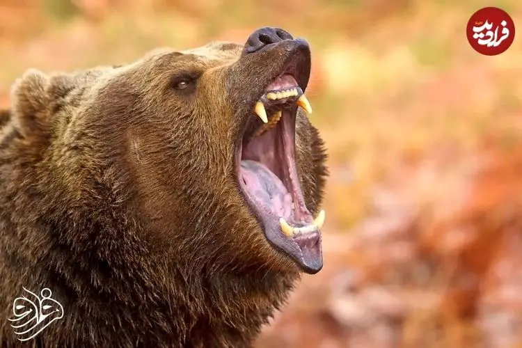 عکس| کشف یک خرس ۳۵۰۰ ساله سالم در دل یخ‌های سیبری