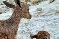 ببینید؛ نجات دو بزغاله کوهی در شیبکوه هرمزگان