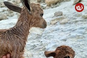 ببینید؛ نجات دو بزغاله کوهی در شیبکوه هرمزگان