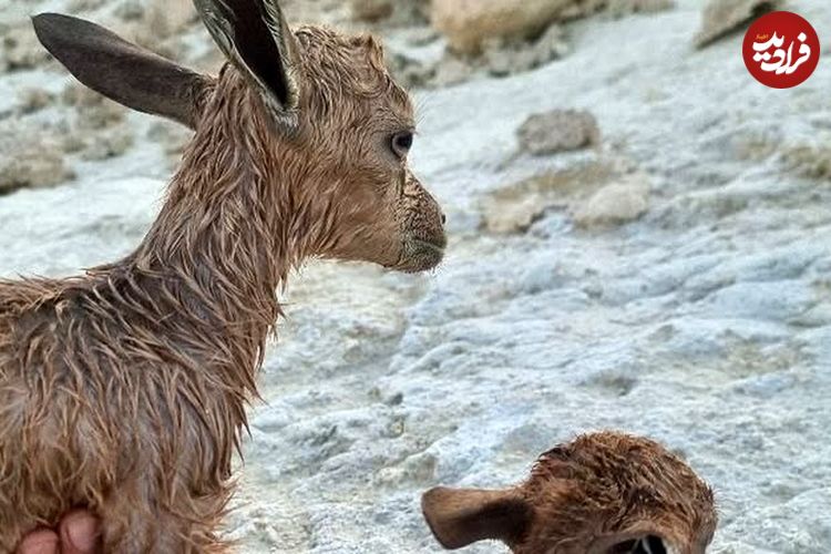 ببینید؛ نجات دو بزغاله کوهی در شیبکوه هرمزگان
