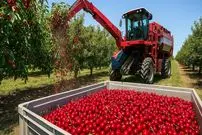 ببینید| چگونه آمریکایی ها صدها تن گیلاس را برداشت و فرآوری می کنند؟