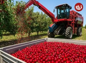 ببینید| چگونه آمریکایی ها صدها تن گیلاس را برداشت و فرآوری می کنند؟