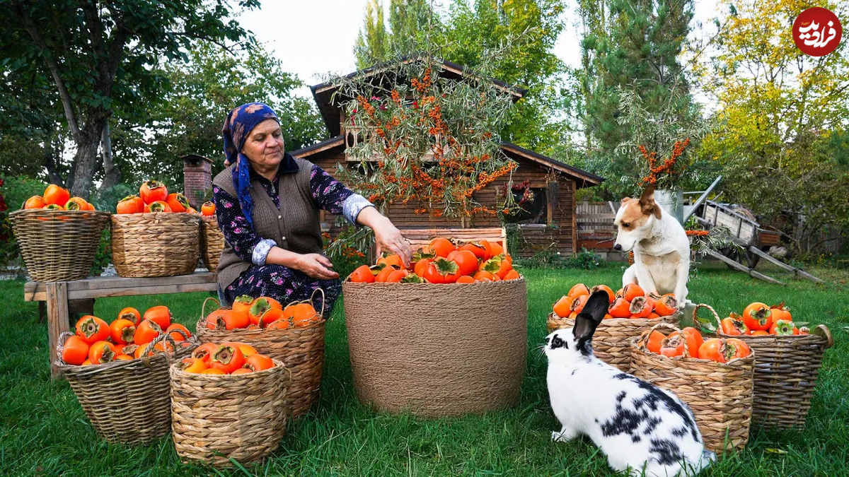 (ویدئو) غذای روستایی در آذربایجان؛ برداشت خرمالو و پخت کیک پای خرمالو