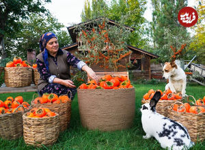 (ویدئو) غذای روستایی در آذربایجان؛ برداشت خرمالو و پخت کیک پای خرمالو