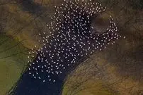 ببینید؛ نقاشی انتزاعی مهارلو؛ رقص فلامینگوها بر بوم رنگین دریاچه