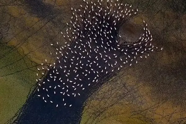 ببینید؛ نقاشی انتزاعی مهارلو؛ رقص فلامینگوها بر بوم رنگین دریاچه