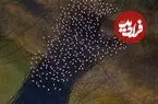 ببینید؛ نقاشی انتزاعی مهارلو؛ رقص فلامینگوها بر بوم رنگین دریاچه