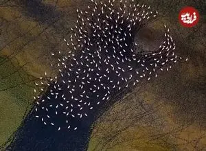 ببینید؛ نقاشی انتزاعی مهارلو؛ رقص فلامینگوها بر بوم رنگین دریاچه