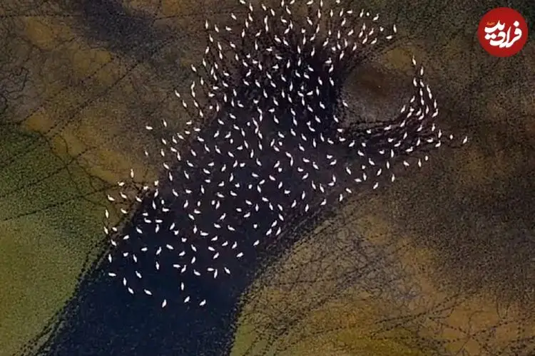 ببینید؛ نقاشی انتزاعی مهارلو؛ رقص فلامینگوها بر بوم رنگین دریاچه