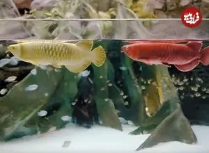 عکس| ماهی رباتیک جایگزینی برای ماهی‌ تزئینی گران قیمت