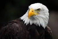 (ویدئو) قدم زدن با ابهت عقاب سر سفید در برف