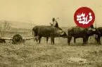 عکس‌| سفر زمان؛ شخم زدن مزرعه با گاومیش در ارومیه؛ 130 سال قبل