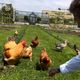 (ویدئو) سرگرمی دور از انتظار دیوید بکام؛ پرورش مرغ و خروس در مزرعه!