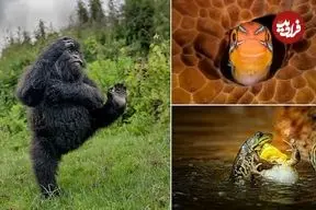 تصاویر؛ خنده‌دارترین لحظات حیات وحش در جوایز کمدی نیکون ۲۰۲۵