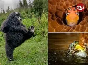 تصاویر؛ خنده‌دارترین لحظات حیات وحش در جوایز کمدی نیکون ۲۰۲۵