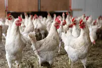 (عکس) عجیب و باورنکردنی؛ نگهداری یک مرغ در شرایط بدون استرس