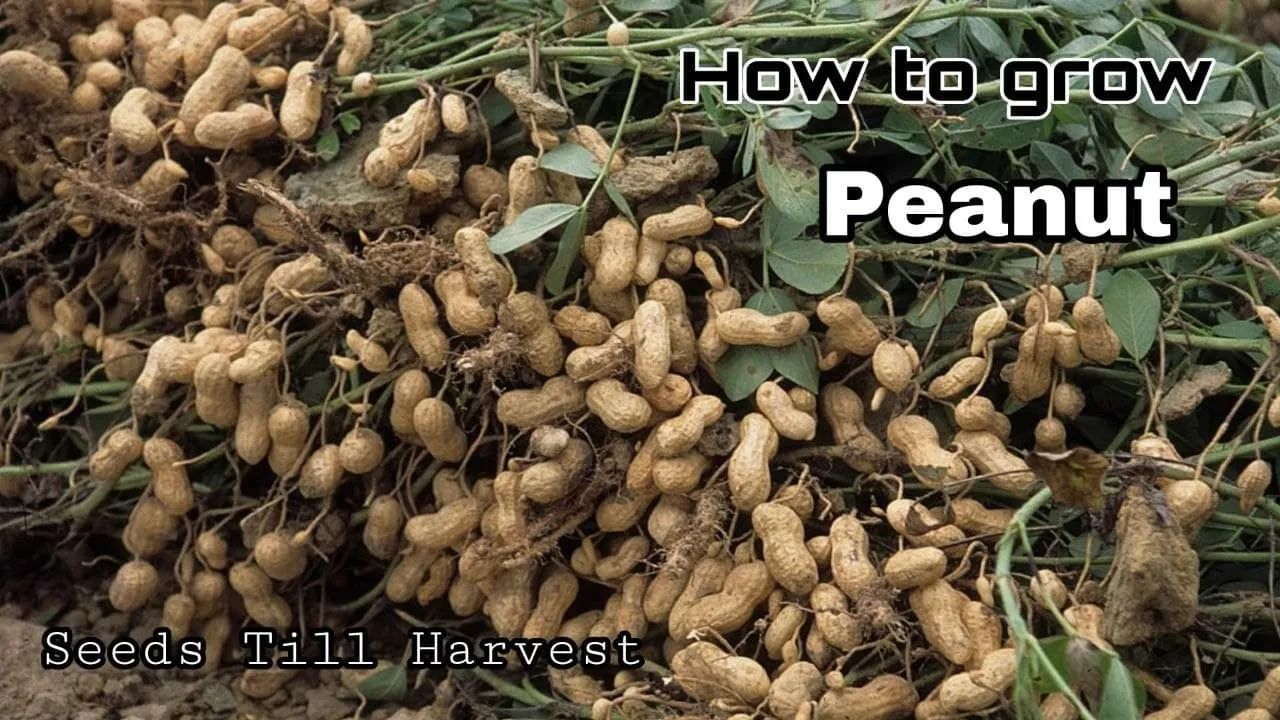 (ویدئو) به همین راحتی بادام زمینی را در خانه پرورش دهید و برداشت کنید