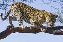 (عکس) تصویر عجیب پلنگ در مغز انسان