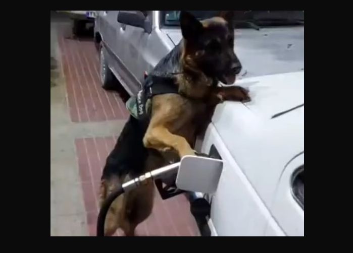ویدئوی عجیب از بنزین زدن یک سگ به خودرو
