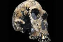 قدیمی‌ترین انسان شناخته‌شده زیر سوال رفت؛ Homo habilis شاید انسان نباشد