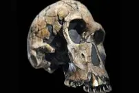 قدیمی‌ترین انسان شناخته‌شده زیر سوال رفت؛ Homo habilis شاید انسان نباشد