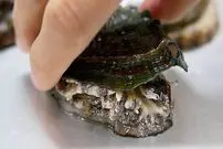 ببینید| غذای خیابانی در ژاپن؛ تهیه دو غذای محبوب با حلزون دریایی آبلون در اوکیناوا