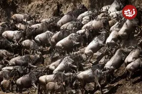 ببینید| تراژدی مهاجرت بزرگ