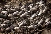 ببینید| تراژدی مهاجرت بزرگ