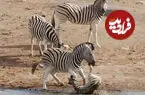 ببینید| تلاش بی‌رحمانه نریان غالب برای کشتن کره گورخر