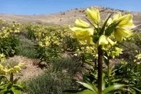 عکس| بازگشت باشکوه لاله‌های واژگون به خراسان‌شمالی