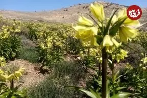 عکس| بازگشت باشکوه لاله‌های واژگون به خراسان‌شمالی