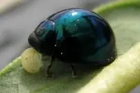 تصاویر؛ کفشدوزک آبی‌ فولادی؛ حشره‌ای بدبو و شبیه فلز که با دمای هوا رنگ بدنش تغییر می‌کند و سلاح شیمیایی دارد