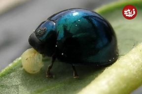 تصاویر؛ کفشدوزک آبی‌ فولادی؛ حشره‌ای بدبو و شبیه فلز که با دمای هوا رنگ بدنش تغییر می‌کند و سلاح شیمیایی دارد