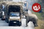 (ویدئو) این فیل باج‌گیر از کامیون ها نیشکر می دزدد