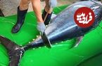 ببینید؛ مهارت دیدنی ماهی فروش تایوانی در برش ماهی تن 240 کیلوگرمی