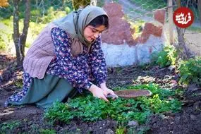ببینید| غذای روستایی در ایران؛ پخت خورشت کدو حلوایی با رب انار و سبزیجات محلی در طبیعت
