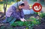 ببینید| غذای روستایی در ایران؛ پخت خورشت کدو حلوایی با رب انار و سبزیجات محلی در طبیعت