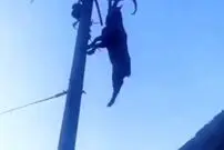 (ویدیو) گیر کردن عجیب بز کوهی روی سیم برق!