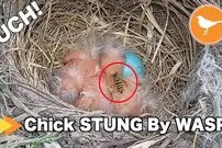 (ویدئو) لحظه هولناک حمله زنبور به جوجه های تازه متولد شده در لانه شان