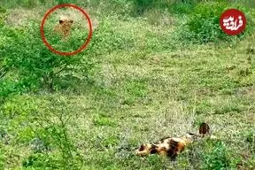 ببینید| تلاش ناموفق پلنگ در شکار سگ های وحشی در آفریقای جنوبی