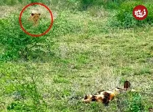 ببینید| تلاش ناموفق پلنگ در شکار سگ های وحشی در آفریقای جنوبی