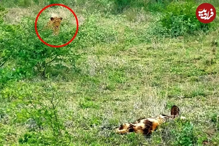 ببینید| تلاش ناموفق پلنگ در شکار سگ های وحشی در آفریقای جنوبی