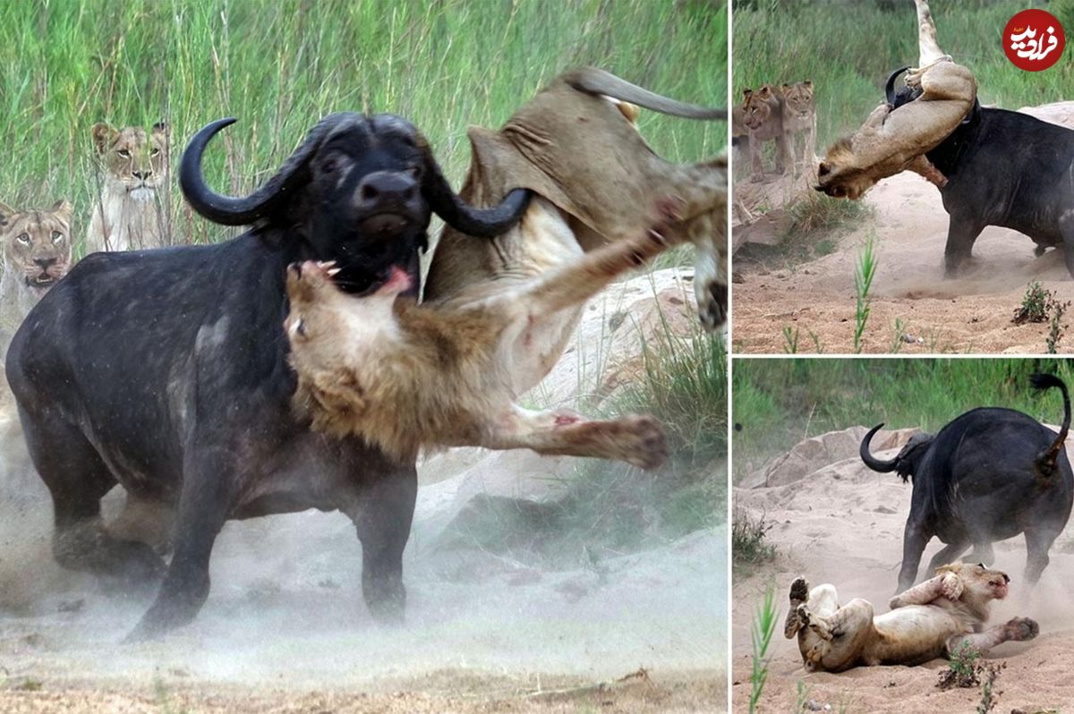 (ویدئو) گاومیش‌ها، تمساح و یک گورخر خشمگین، شیر‌ها را کشتند!