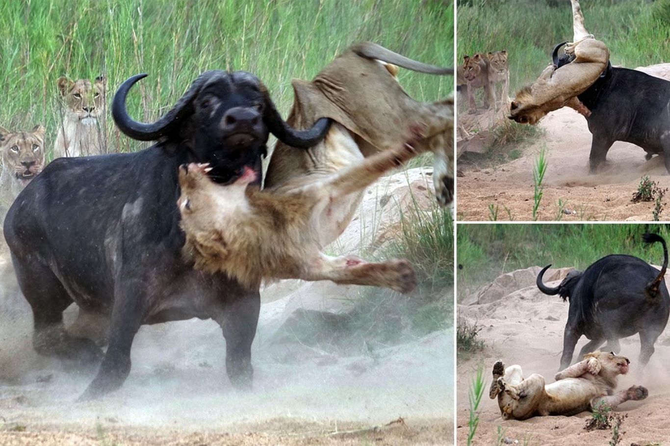 (ویدئو) گاومیش‌ها، تمساح و یک گورخر خشمگین، شیر‌ها را کشتند!