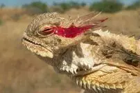 (ویدئو) این مارمولک از چشم خود خون شلیک می‌کند!