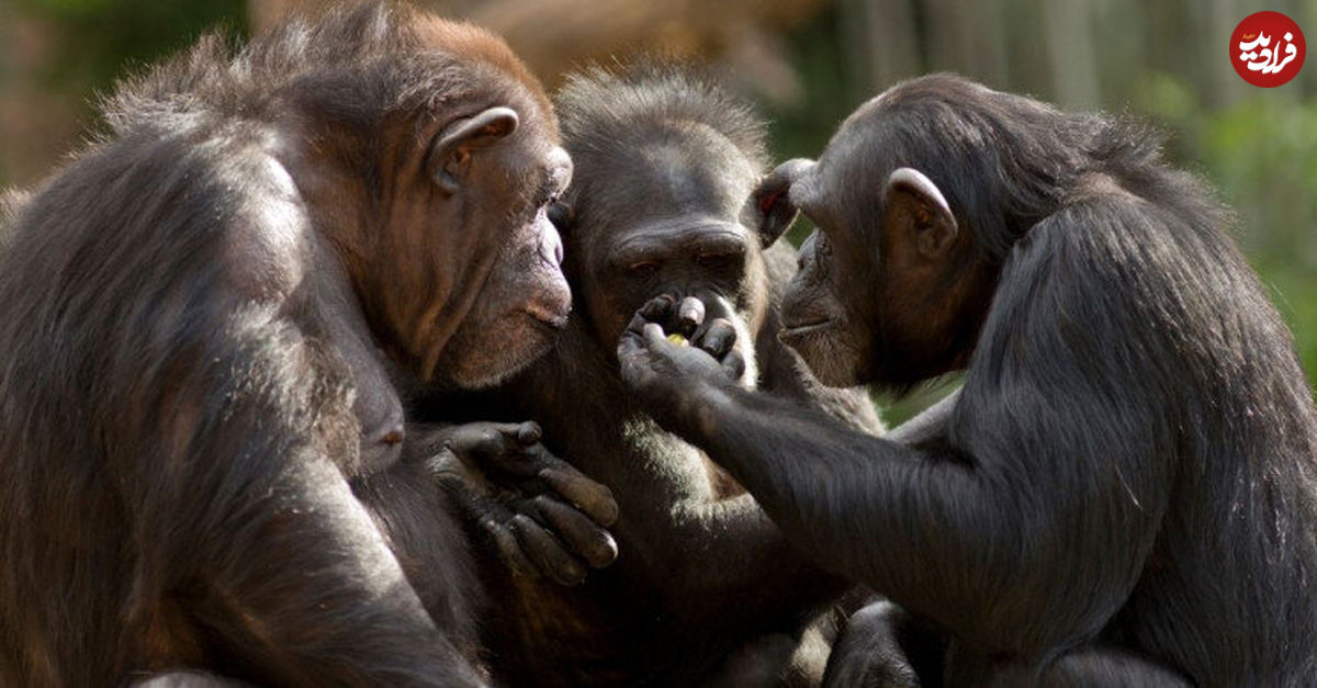 "شامپانزه‌های مسن" دوستان واقعی را گزینش می‌کنند