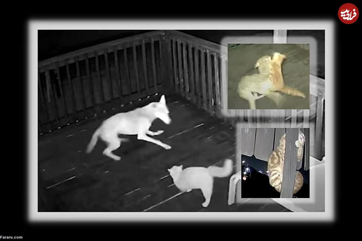 (ویدئو) نبرد هولناک گربه خانگی و یک گرگ صحرایی!