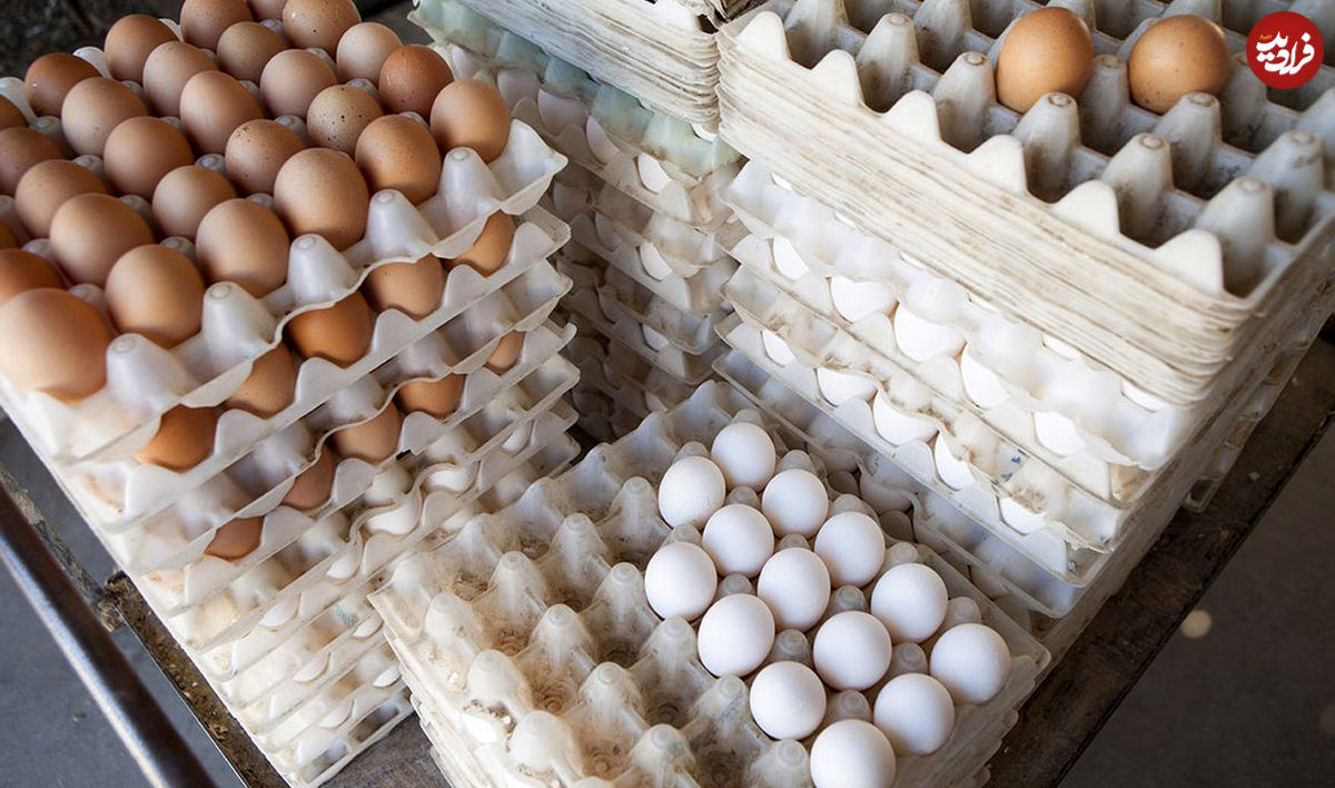 شرط عجیب برای صادرات تخم مرغ